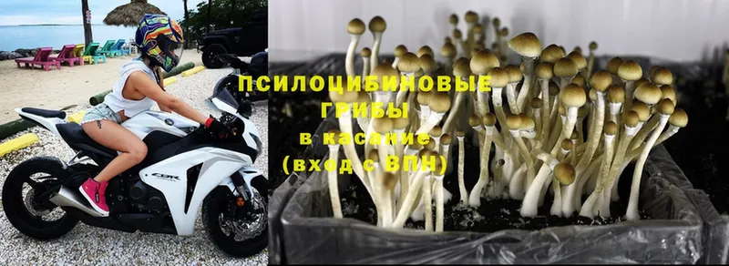 Псилоцибиновые грибы Magic Shrooms  дарнет шоп  Сергач 